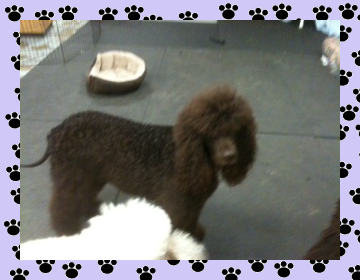 Irish Water Spaniel - Aprils Doggie Spa